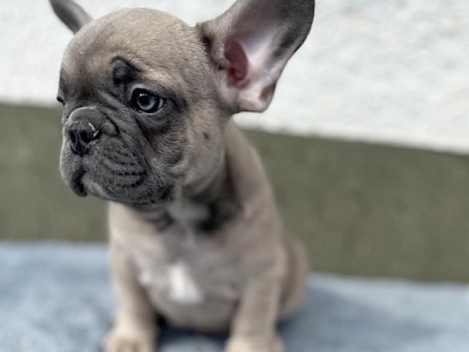 French Bulldog puppy for sale