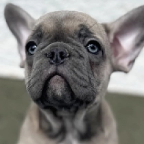 Jacques, blue fawn Französische Bulldogge Welpen kaufen