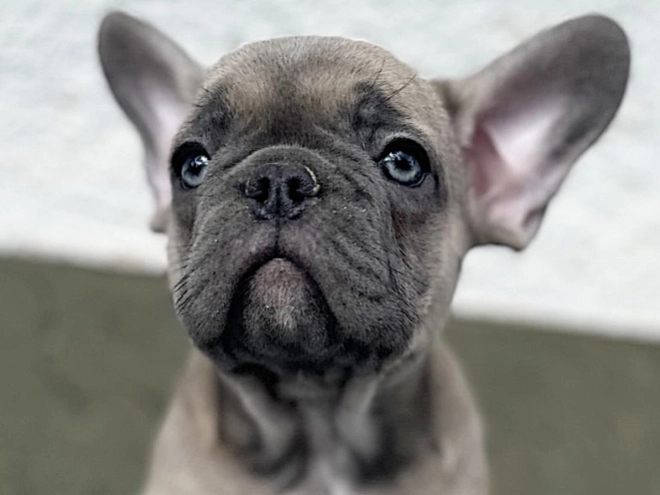 French Bulldog puppy for sale