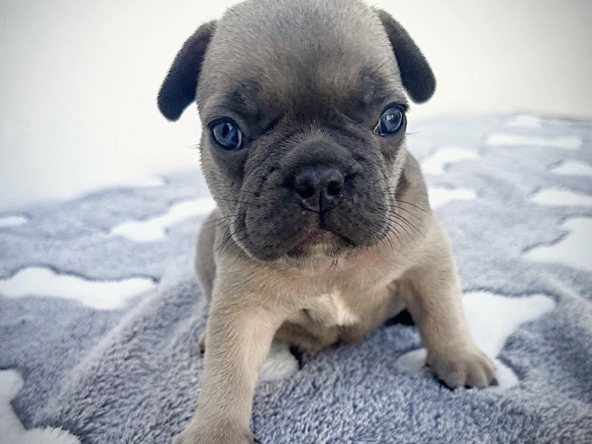French Bulldog puppy for sale