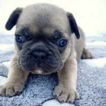 Jacques, blue fawn French Bulldog for sale