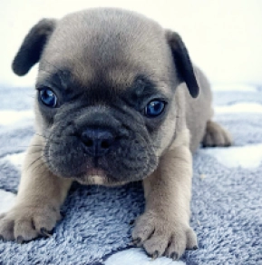 French Bulldog puppy for sale