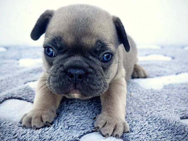 French Bulldog puppy for sale