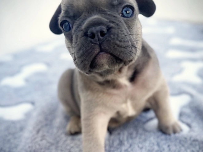 French Bulldog puppy for sale