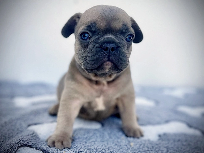 French Bulldog puppy for sale