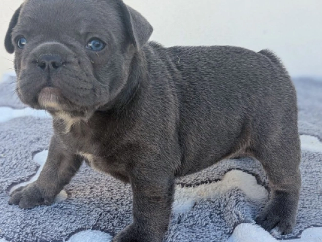 French Bulldog puppy for sale