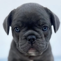 Newton, blue French Bulldog for sale