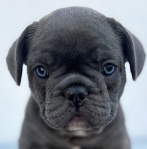 Perros Bulldog Francés en venta