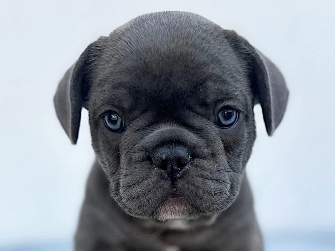 French Bulldog puppy for sale