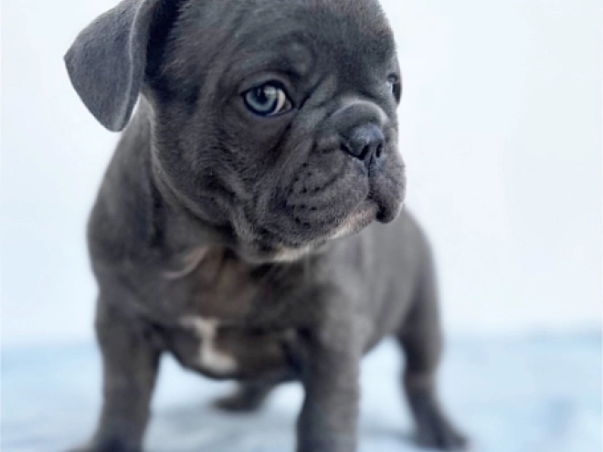 French Bulldog puppy for sale