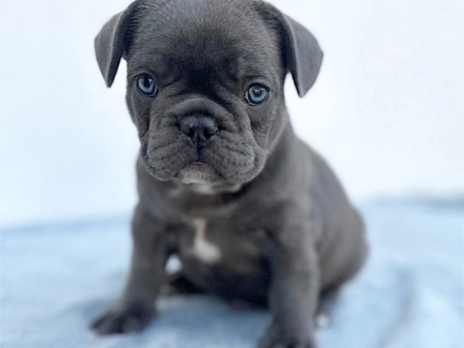 French Bulldog puppy for sale