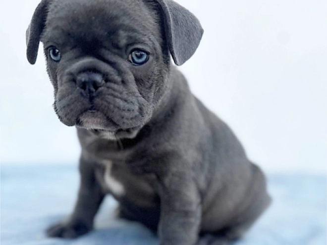 French Bulldog puppy for sale