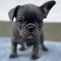 Newton, blue Französische Bulldogge Welpen kaufen