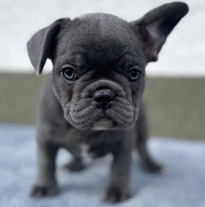 Französische Bulldogge Welpe kaufen