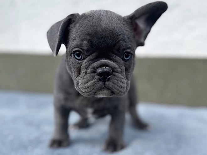 French Bulldog puppy for sale