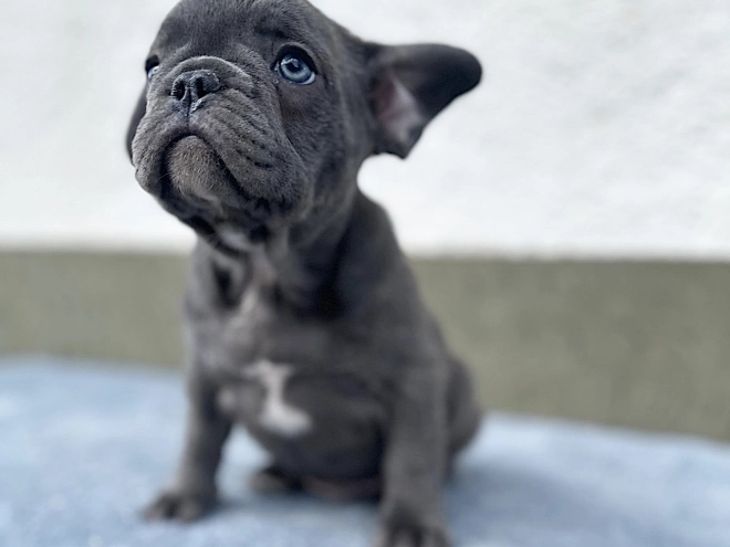French Bulldog puppy for sale