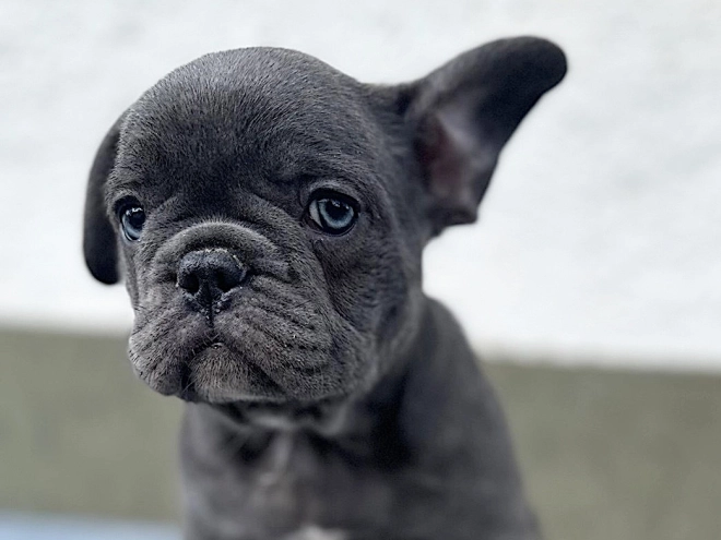 French Bulldog puppy for sale