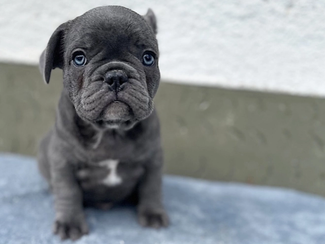 French Bulldog puppy for sale