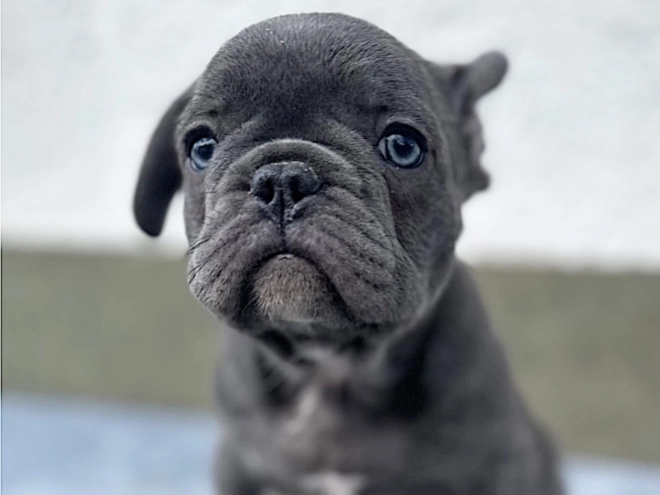 French Bulldog puppy for sale