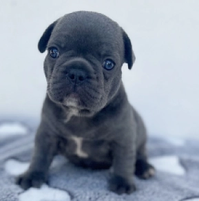 French Bulldog puppy for sale
