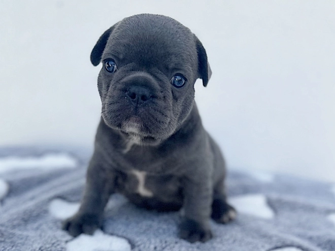 French Bulldog puppy for sale