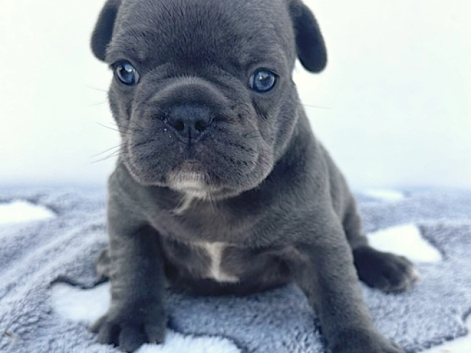 French Bulldog puppy for sale