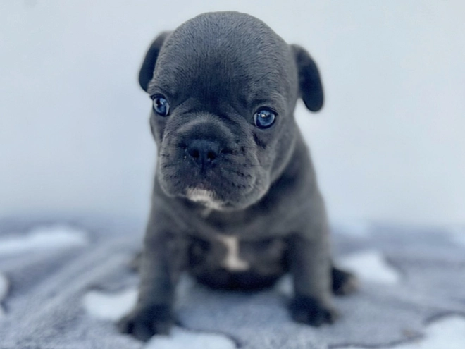 French Bulldog puppy for sale