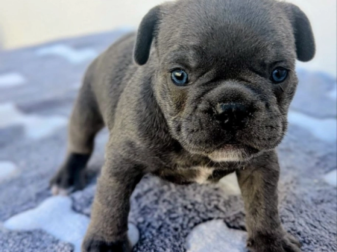 French Bulldog puppy for sale
