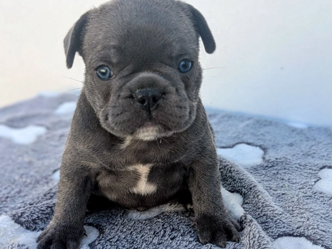 French Bulldog puppy for sale