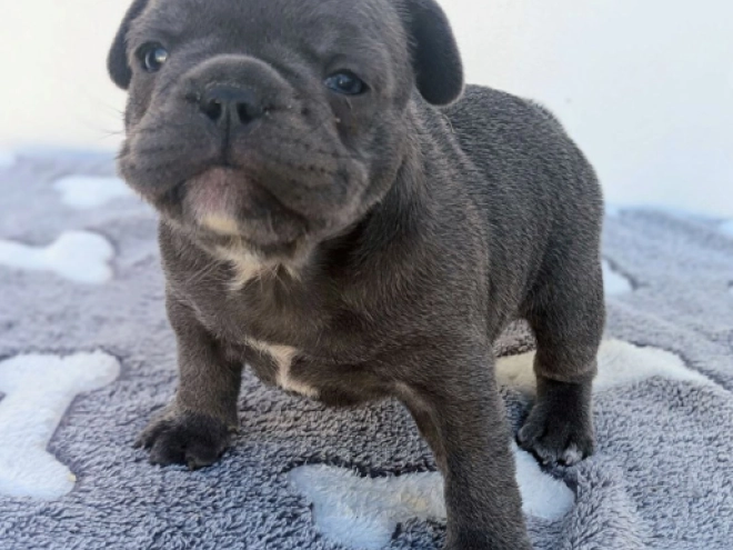 French Bulldog puppy for sale
