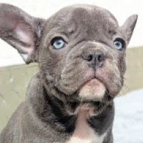 Zinedine Zidane, blue Französische Bulldogge Welpen kaufen