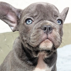 Französische Bulldogge Welpe kaufen
