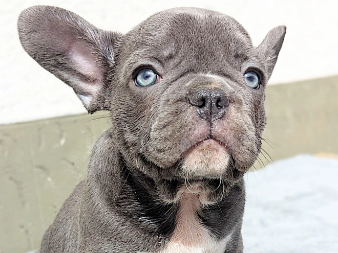 French Bulldog puppy for sale