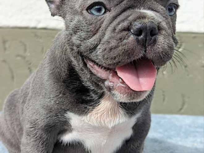 French Bulldog puppy for sale