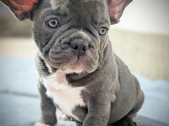 French Bulldog puppy for sale