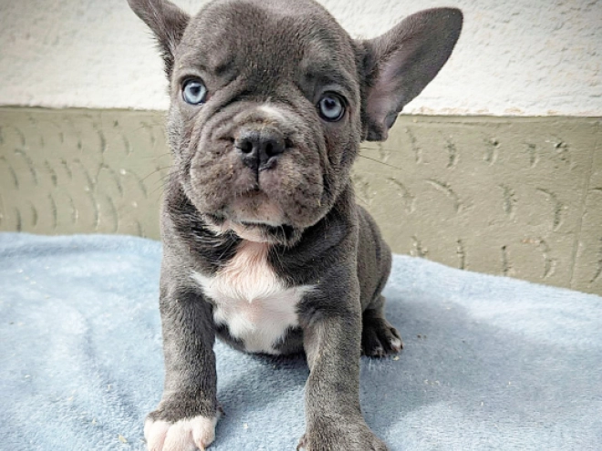 French Bulldog puppy for sale