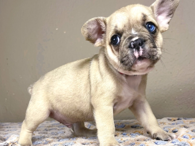 Französische Bulldogge Welpe zu verkaufen