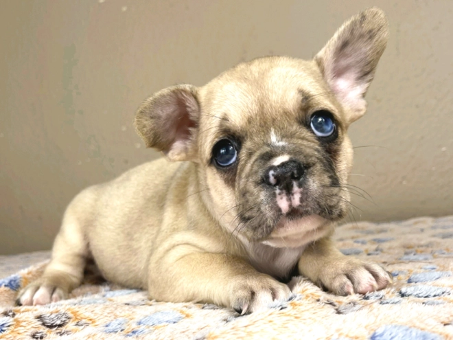 Französische Bulldogge Welpe zu verkaufen
