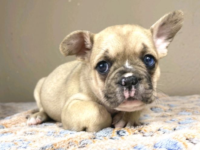 Französische Bulldogge Welpe zu verkaufen