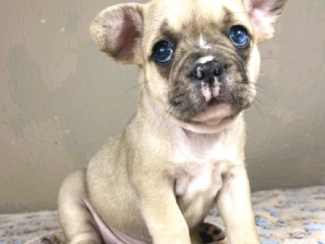 Französische Bulldogge Welpe zu verkaufen