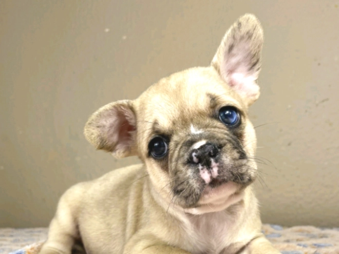Französische Bulldogge Welpe zu verkaufen