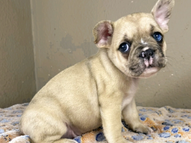 Französische Bulldogge Welpe zu verkaufen