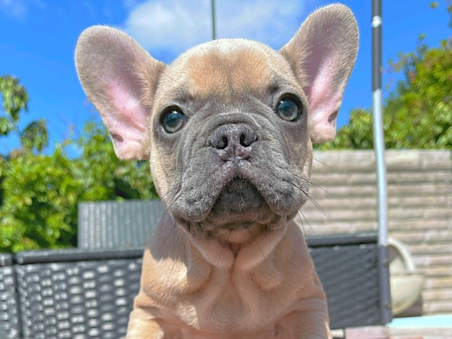 Perros Bulldog Francés en venta
