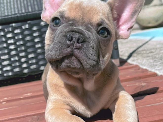 Perros Bulldog Francés en venta