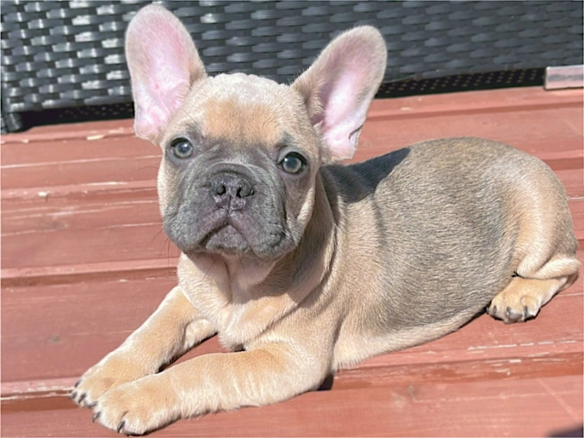 Perros Bulldog Francés en venta