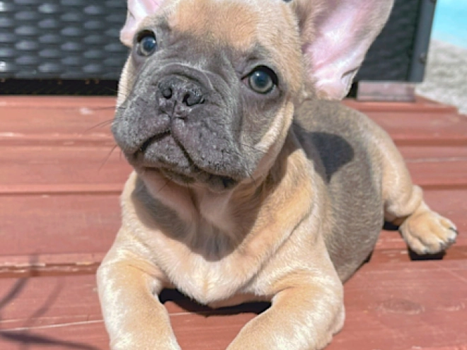 Perros Bulldog Francés en venta