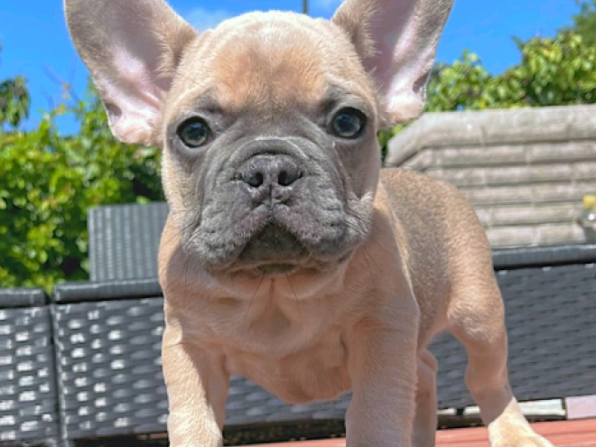 Perros Bulldog Francés en venta