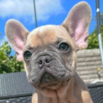Ben, blue fawn French Bulldog for sale