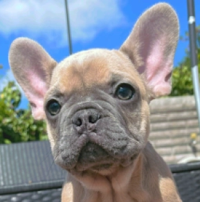 Französische Bulldogge Welpe kaufen