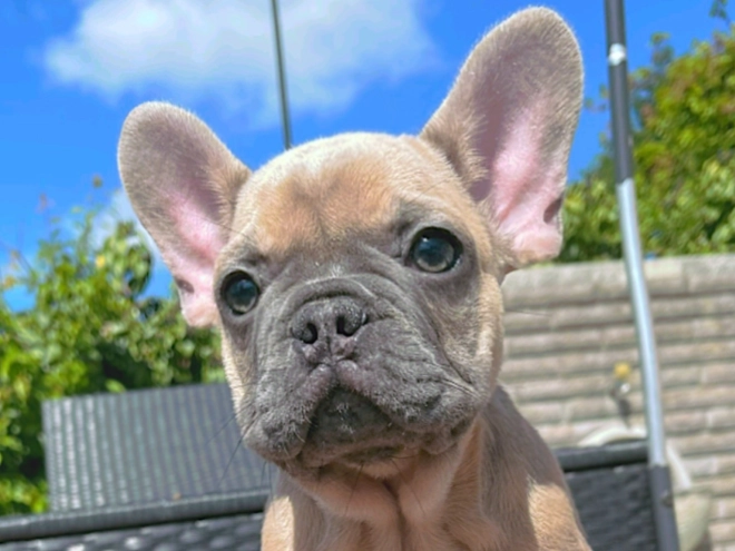 Perros Bulldog Francés en venta